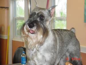 pet grooming school, tampa grooming school, grooming classes, learn to groom, dog grooming schools, internation, vocational school, vocational schools